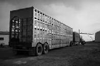 Livestock Hauling in Missoula MT